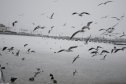 Balaton, tél, hó, jég, repülés, sirály
