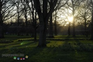 London, Anglia, városnézés, park, fa, naplemente