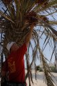 Tunézia, Djerba, tengerpart, víz, fürdés, tenger, Peti, Zarsis, datolya, pálma