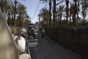 Tunézia, Djerba, Szahara, sivatagi túra, homok, nyaralás, lovaskocsi, berber-nő, utca