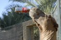 Tunézia, Djerba, Szahara, sivatagi túra, homok, nyaralás, teve, állatkert, barát, berber, coca-cola, reklám
