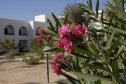 Tunézia, Djerba, Szahara, sivatagi túra, homok, nyaralás, hotel, virág