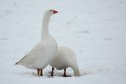 Svájc, Pfäffikersee, tél, jég, madarak