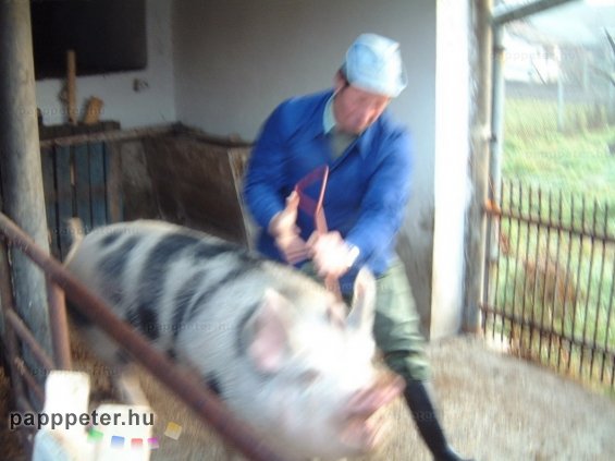 disznótor, mezőberény, disznó, vágás
