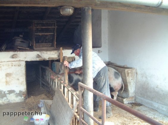 disznótor, mezőberény, disznó, vágás