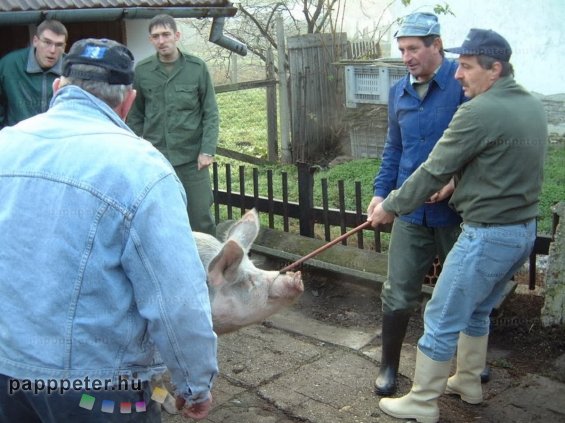 disznótor, mezőberény, disznó, vágás