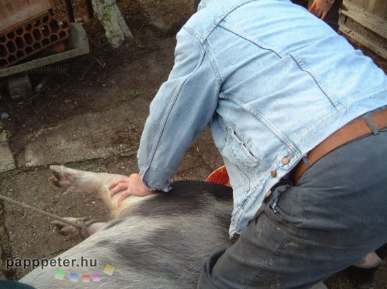 disznótor, mezőberény, disznó, vágás, böllér