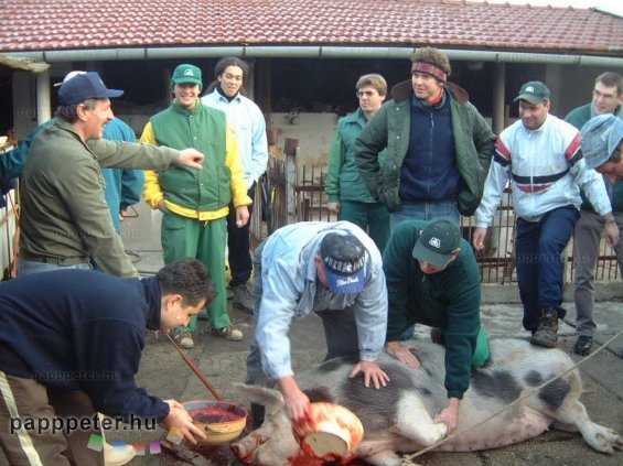 disznótor, mezőberény, disznó, vágás, böllér