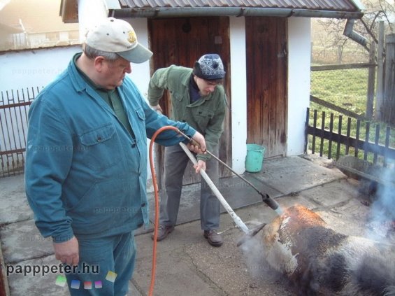 disznótor, mezőberény, disznó, pörzsölés