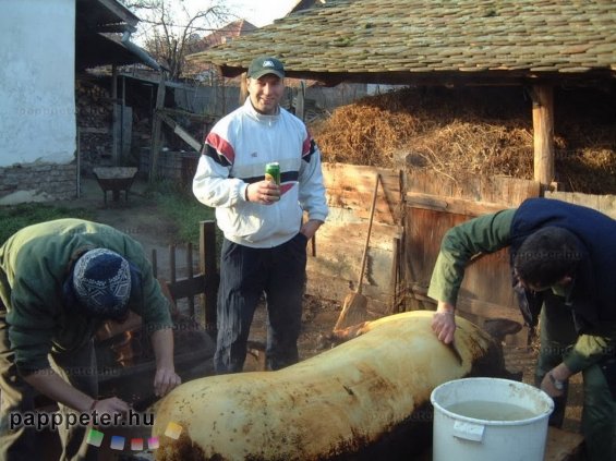 disznótor, mezőberény, disznó, takarítás