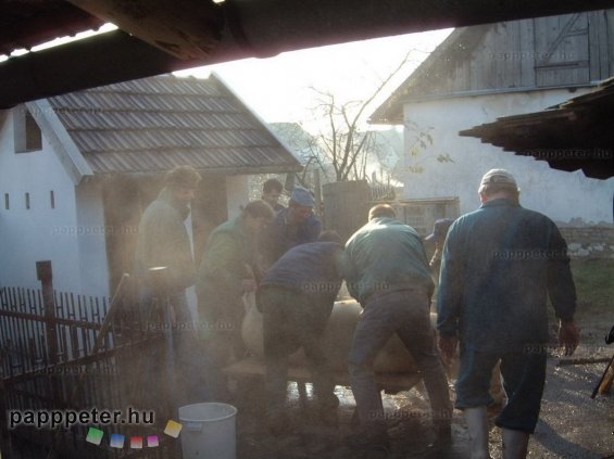 disznótor, mezőberény, disznó