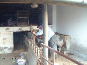 disznótor, mezőberény, disznó, vágás