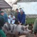 disznótor, mezőberény, disznó, vágás