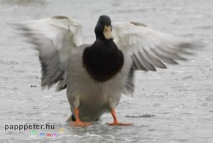 tőkés réce, landolás, Balaton, hó, jég