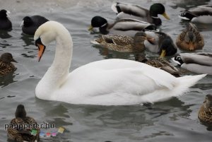 Balaton, tél, hó, jég, tőkés réce