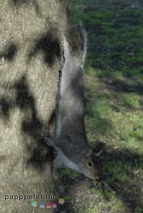 London, Anglia, városnézés, mókus, park, fa