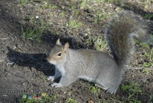 London, Anglia, városnézés, mókus, park