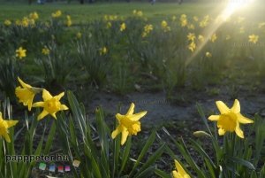 London, Anglia, városnézés, park, virág, sárga, fa