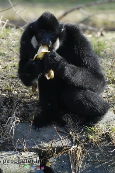 győr, állatkert, napsütés, természet, állat, bóbitás gibbon, majom, banán, emberszabású, fekete, fehér, bunda, etetés