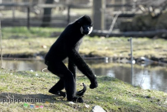 győr, állatkert, napsütés, természet, állat, bóbitás gibbon, majom, emberszabású, fekete, fehér, bunda