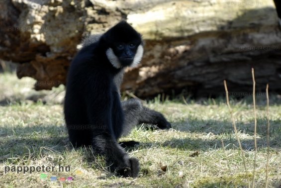 győr, állatkert, napsütés, természet, állat, bóbitás gibbon, majom, emberszabású, fekete, fehér, bunda