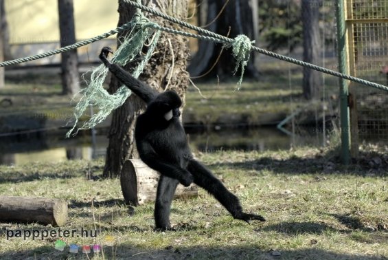 győr, állatkert, napsütés, természet, állat, bóbitás gibbon, majom, emberszabású, fekete, fehér, bunda