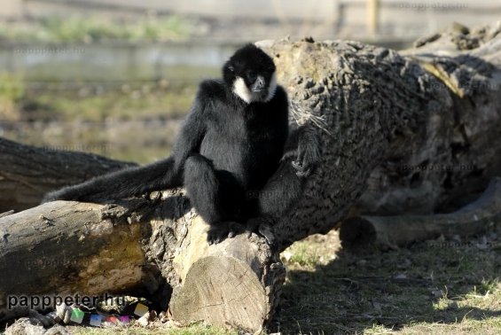 győr, állatkert, napsütés, természet, állat, bóbitás gibbon, majom, emberszabású, fekete, fehér, bunda