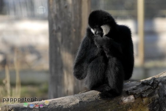 győr, állatkert, napsütés, természet, állat, bóbitás gibbon, majom, emberszabású, fekete, fehér, bunda