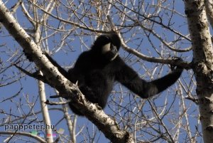 győr, állatkert, napsütés, természet, állat, bóbitás gibbon, majom, ágak, fa korona, emberszabású, fekete, fehér, bunda