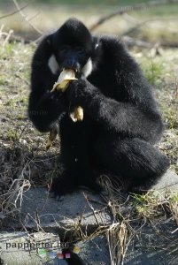 győr, állatkert, napsütés, természet, állat, bóbitás gibbon, majom, banán, emberszabású, fekete, fehér, bunda, etetés