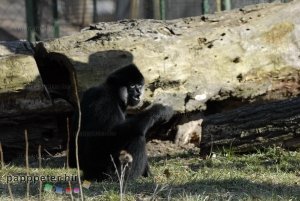 győr, állatkert, napsütés, természet, állat, bóbitás gibbon, majom, emberszabású, fekete, fehér, bunda