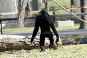 győr, állatkert, napsütés, természet, állat, bóbitás gibbon, majom, emberszabású, fekete, fehér, bunda