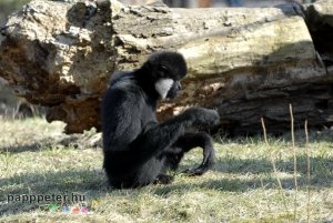 győr, állatkert, napsütés, természet, állat, bóbitás gibbon, majom, emberszabású, fekete, fehér, bunda