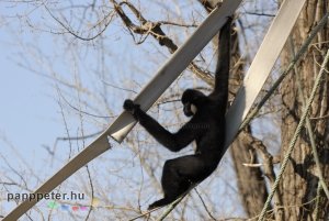 győr, állatkert, napsütés, természet, állat, bóbitás gibbon, majom, kötél, emberszabású, fekete, fehér, bunda, egyensúly