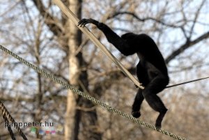 győr, állatkert, napsütés, természet, állat, bóbitás gibbon, majom, kötél, emberszabású, fekete, fehér, bunda