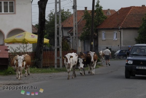Erdély, székelyföld, Enci, Peti, tehén