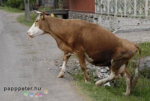 Erdély, székelyföld, Enci, Peti, tehén