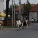 Erdély, székelyföld, Enci, Peti, tehén