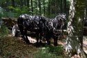 Erdély, székelyföld, Enci, Peti