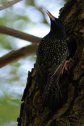 Balaton, Balatonfüred, seregély, sturnus vulgaris