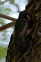 Balaton, Balatonfüred, seregély, sturnus vulgaris