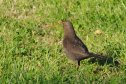 Balaton, Balatonfüred, feketerigó tojó, turdus merula tojó