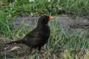 Balaton, Balatonfüred, feketerigó hím, turdus merula