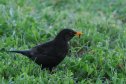 Balaton, Balatonfüred, turdus merula, feketerigó hím