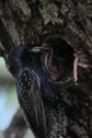 Balaton, Balatonfüred, seregély, sturnus vulgaris