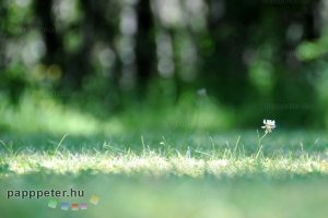 Herrang, lindy hop, swing, tánctábor