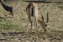 Tunézia, Djerba, Szahara, sivatagi túra, homok, nyaralás, gazella, állatkert